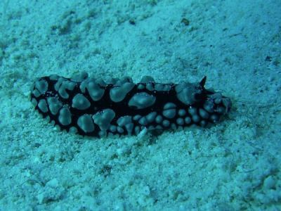 rppels warzenschnecke