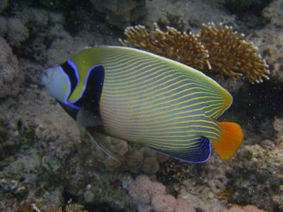 imperator-kaiserfisch