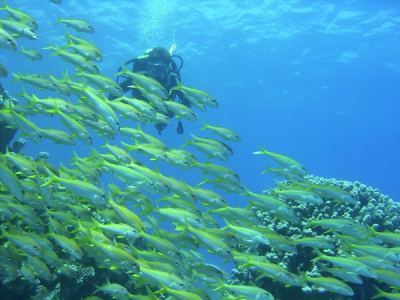 alex mit grossschulen-meerbarben