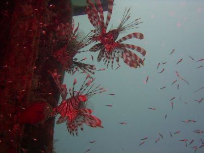 rotfeuerfische an der "excalibur"