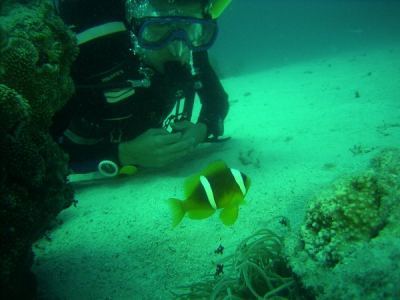 alex beobachtet clownsfische