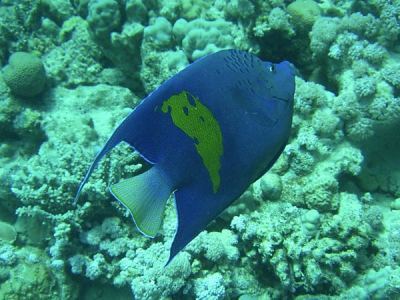 arabischer kaiserfisch