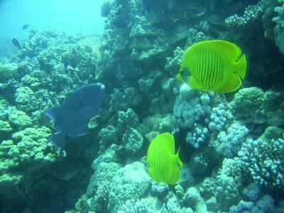 blauer drcker / maskenfalterfische