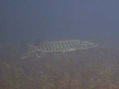 04sy04-k.jpg (2465 Byte)