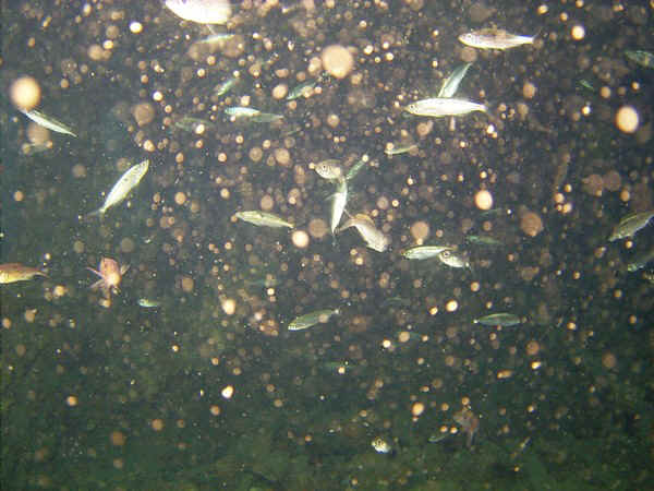 die heutigen passagiere