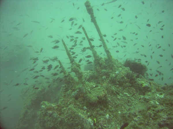 fische an den bord-mg's