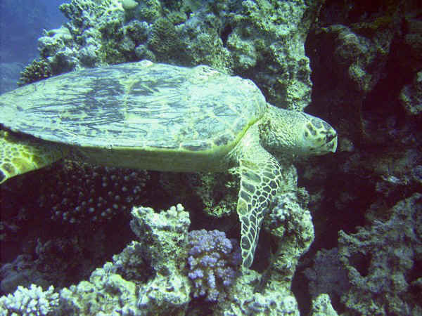 giftun sha'ab sabina