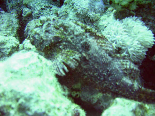 giftun police station