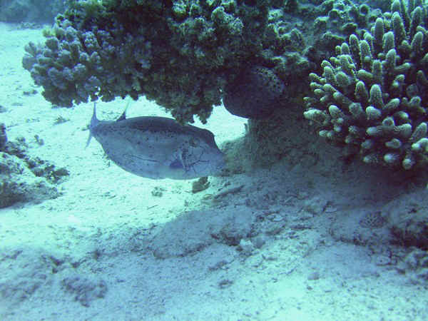 giftun police station