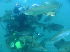 Heiko im Streichelzoo