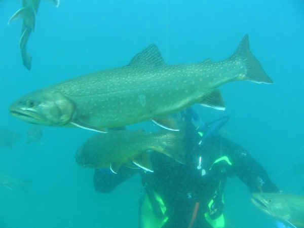 Heiko im Streichelzoo