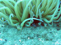 anemone mit garnele