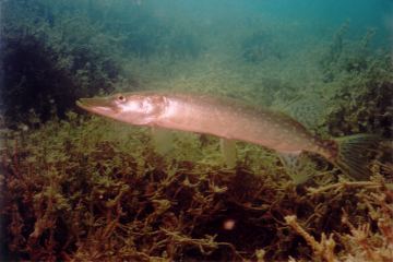 erlauf1.jpg (17416 Byte)