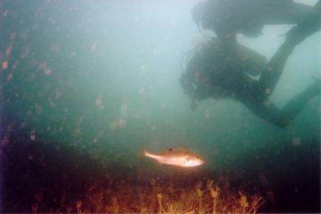 erlauf3.jpg (9765 Byte)