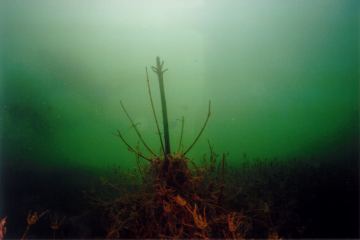 erlauf4.jpg (7887 Byte)