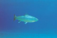 grse05.jpg (2807 Byte)