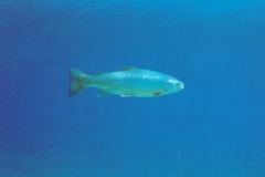 grse06.jpg (2768 Byte)