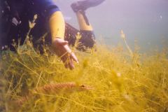 lisa02.jpg (7956 Byte)