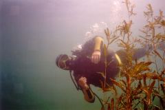 lisa03.jpg (6622 Byte)