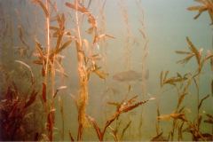 lisa04.jpg (7594 Byte)