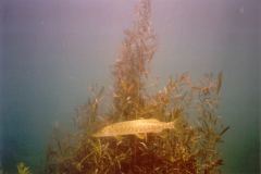 lisa05.jpg (5187 Byte)