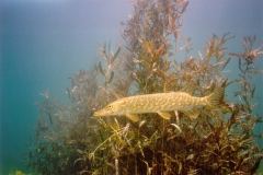 lisa06.jpg (8355 Byte)