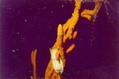 rab02.jpg (6458 Byte)