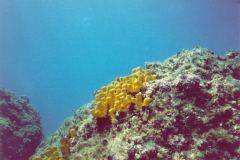 rab03.jpg (8603 Byte)