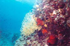 rab04.jpg (9780 Byte)