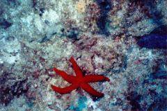 rab05.jpg (13651 Byte)