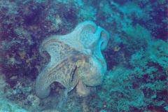 rab06.jpg (9673 Byte)