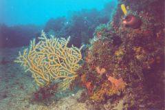 rab07.jpg (9385 Byte)