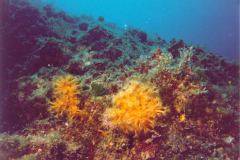 rab08.jpg (9879 Byte)