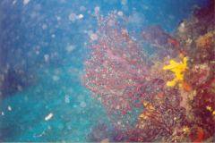 rab11.jpg (8817 Byte)