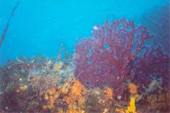 rab12.jpg (7419 Byte)