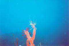 rab13.jpg (3617 Byte)