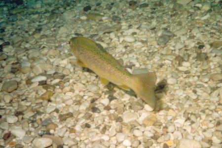 salza1.jpg (31352 Byte)