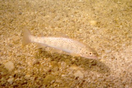 salza2.jpg (30010 Byte)