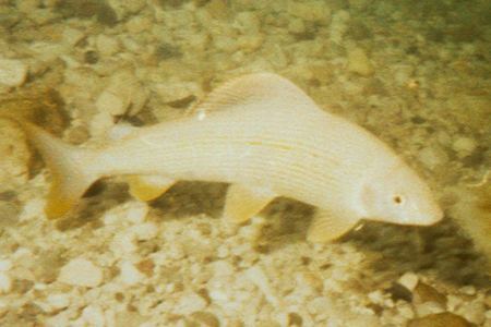 salza3.jpg (23724 Byte)